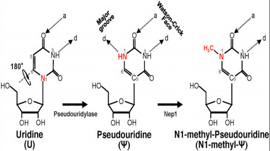 pseudouridina.png pseudouridina.png